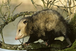 American Opossum - on tree branch American Opossum - on tree branch