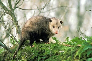 American Opossum - on tree branch