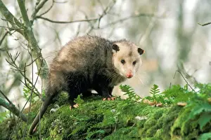 Washington Prints: American Opossum - On tree branch