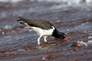 Images Dated 14th May 2008: American Oystercatcher