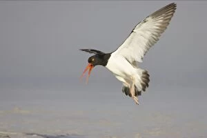 American Oystercatcher calling as it comes in to land