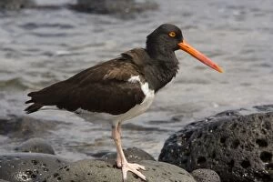 Images Dated 20th November 2007: American Oystercatcher, endemic Galapagos subspecies ( Haematopus palliatus galapagensis)