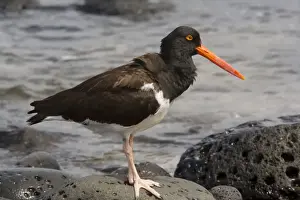American Oystercatcher, endemic Galapagos subspecies ( Haematopus palliatus galapagensis) on Santiago, Galapagos