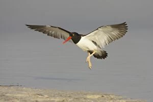 American Oystercatcher - in flight coming in to land