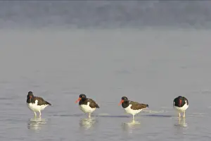 American Oystercatcher. Fort de Soto, florida, USA BI001963