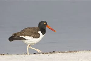 Images Dated 16th March 2006: American Oystercatcher. Fort de Soto, florida, USA BI001947