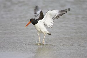 American Oystercatcher wing flapping after washing