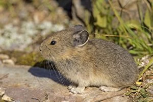 Images Dated 12th August 2015: American Pika / Mouse Hare / Coney