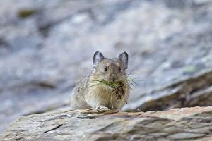 Images Dated 12th August 2015: American Pika / Mouse Hare / Coney