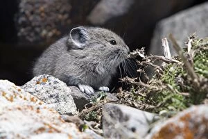 Images Dated 16th June 2013: American Pika - young - Mount Washburn Yellowstone