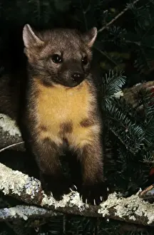 Marten Prints: American Pine Martin