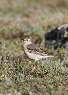 Images Dated 30th June 2005: American Pipit