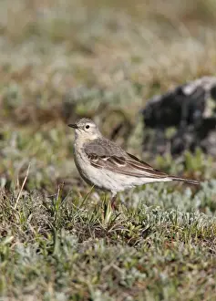 Pipit Prints: American Pipit
