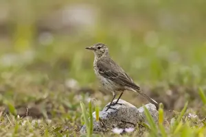 Pipit Prints: American Pipit - Snowy Range - Wyoming in July - USA