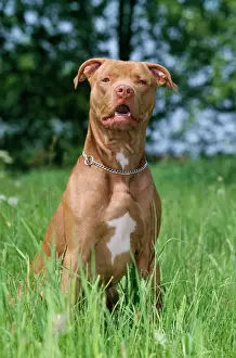 american-pit-bull-dog-648092.