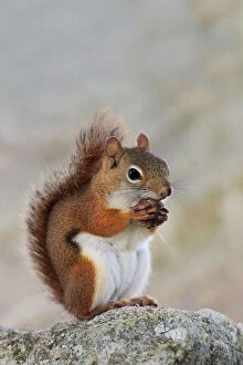 Squirrels Collection: American Red Squirrel - eating a nut - June - Connecticut - USA