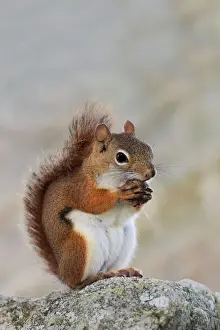 Food In Mouth Prints: American Red Squirrel - eating a nut - June - Connecticut - USA
