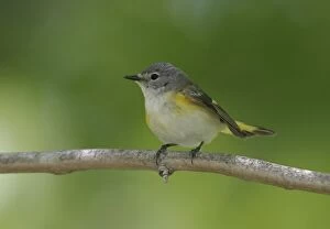 Images Dated 13th May 2005: American Redstart - female