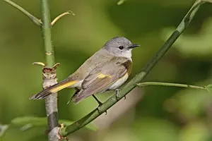 Redstart Prints: American Redstart - female - May - CT - USA