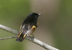 Images Dated 13th May 2005: American Redstart - male