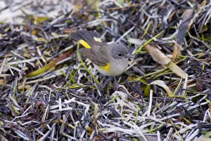 Redstart Prints: American Redstart male in first spring plumage pursuing insects amongst seaweed along shoreline