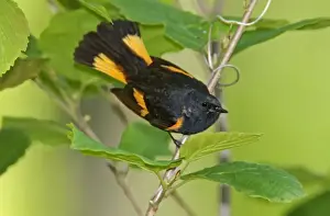 American Redstart - male - May - CT - USA