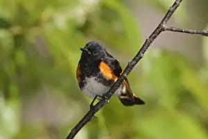 American Redstart - male - May - CT - USA