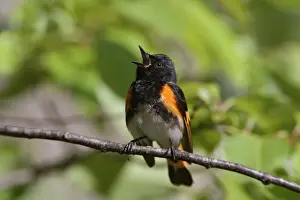 Redstart Prints: American Redstart - male singing - May - CT - USA