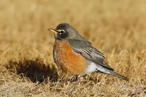 American Robin