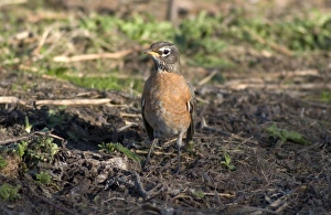 Images Dated 16th November 2004: American Robin 1st winter December Cornwall
