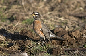 Images Dated 16th November 2004: American Robin 1st winter December Cornwall