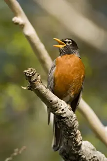 Robins Prints: American Robin - Calling - A common well known bird often seen on lawns searching for insects
