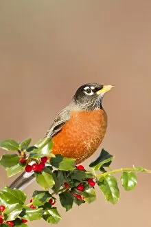 Images Dated 12th January 2010: American Robin - with holly berries in winter. January in Connecticut, USA