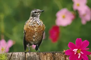 American Robin - juvenile in garden with cosmos plant