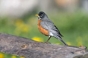 Images Dated 15th June 2013: American Robin - male Yellowstone National Park