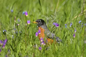 Yellowstone Prints: American Robin / North American Robin - hunting worms and insects among wildflowers - Western U