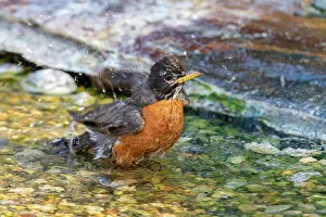 Robin Gallery: American Robin (Turdus migratorius) bathing Marion