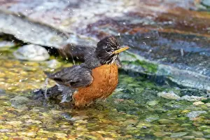 Turdus Prints: American Robin (Turdus migratorius) bathing Marion County, Illinois. Date: 06-07-2020