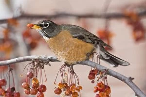 Images Dated 4th December 2007: American Robin - in winter. Maine, December, USA