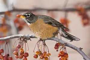 American Robin - in winter. Maine, December, USA