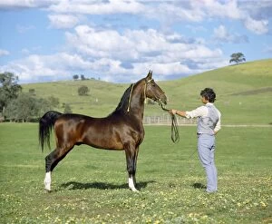 Bridles Gallery: American Saddlebred Horse - held on rein
