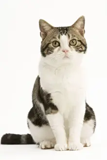American Shorthair Cat - white & brown tabby