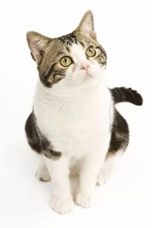 Cats Collection: American Shorthair Cat - white & brown tabby