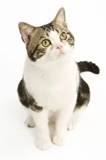 Curiosity Prints: American Shorthair Cat - white & brown tabby