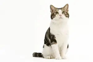 American Shorthair Cat - white & brown tabby