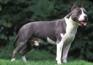 Genitalia Prints: American Staffordshire Terrier Dog