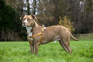 American Staffordshire Terrier Dog wearing harness