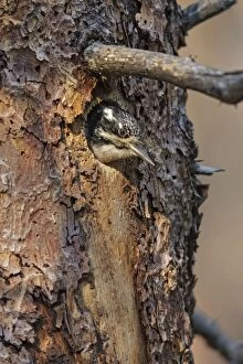 Images Dated 1st July 2012: American Three-toed Woodpecker