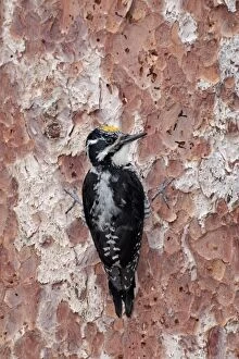 Images Dated 1st July 2010: American Three-toed Woodpecker - male
