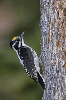 Images Dated 1st July 2010: American Three-toed Woodpecker. Male